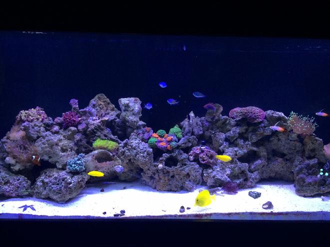 100 gallons reef tank (mostly live coral and fish) - Setup began in November 2014.  Current pic as of 3/15/15 which is still a work in progress with adding live rock and growing the existing coral while adding additinal corals time goes by