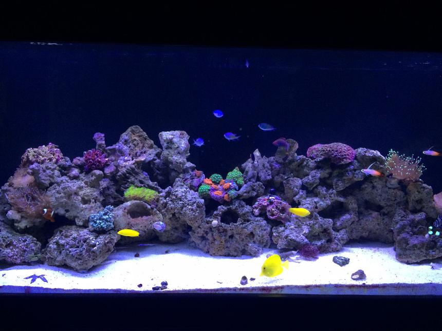 Rated #15: 100 Gallons Reef Tank - Setup began in November 2014.  Current pic as of 3/15/15 which is still a work in progress with adding live rock and growing the existing coral while adding additinal corals time goes by
