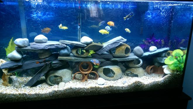 75 gallons freshwater fish tank (mostly fish and non-living decorations) - Cichlid hotel