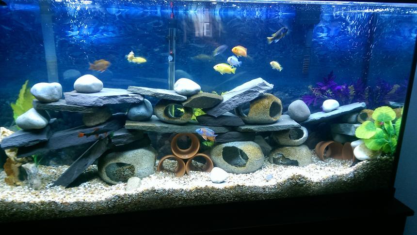Rated #18: 75 Gallons Freshwater Fish Tank - Cichlid hotel
