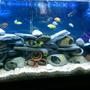 75 gallons freshwater fish tank (mostly fish and non-living decorations) - Cichlid hotel