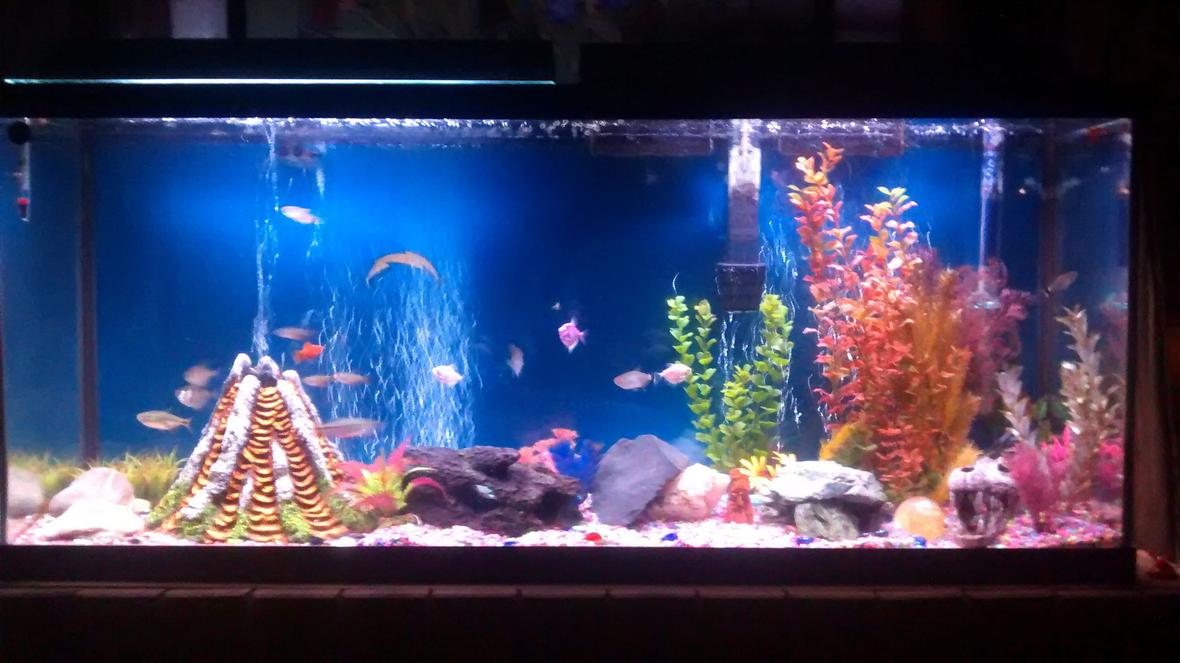 48 gallons freshwater fish tank (mostly fish and non-living decorations) - My first tank...started from scratch 2 weeks ago...