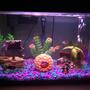 10 gallons freshwater fish tank (mostly fish and non-living decorations) - 10 gallon starter Molly tank