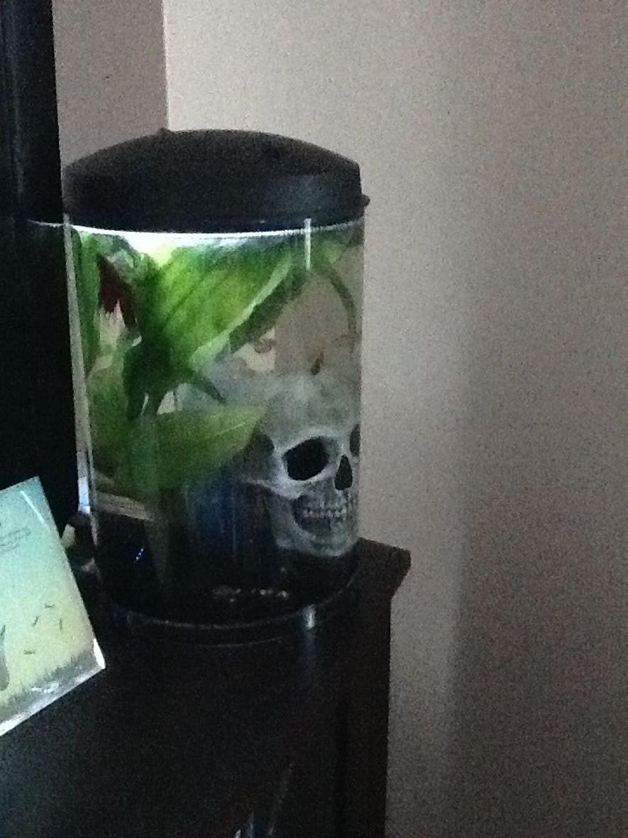 Rated #71: 3 Gallons Planted Tank - This is my tiny, three-gallon tank, which houses a Pleco, three Guppies and a male Betta. The plant in view is an Amazon Sword. I also own a 55 gallon tank.