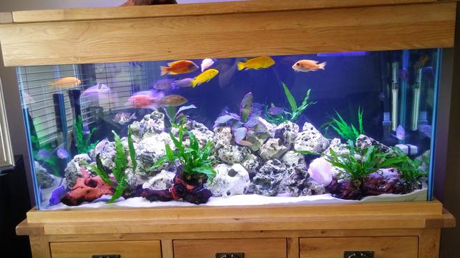 80 gallons freshwater fish tank (mostly fish and non-living decorations) - Malawi tank