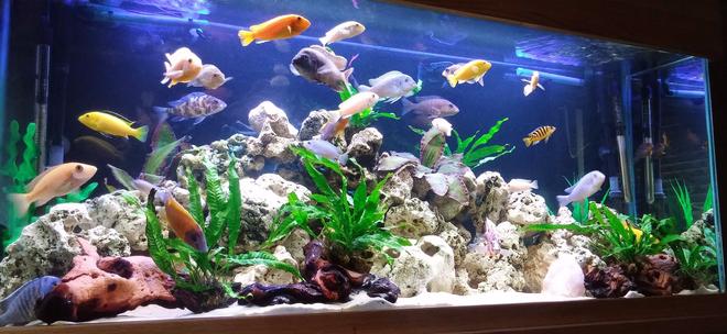 80 gallons freshwater fish tank (mostly fish and non-living decorations) - First Cichlid setup