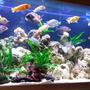 80 gallons freshwater fish tank (mostly fish and non-living decorations) - First Cichlid setup
