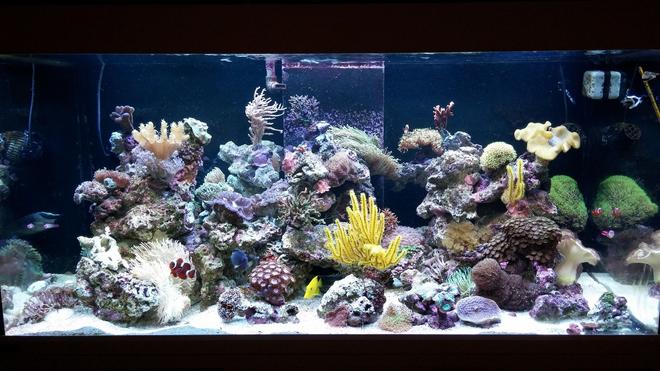 125 gallons reef tank (mostly live coral and fish) - 125 gal mixed reef