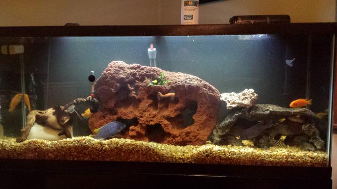 50 gallons freshwater fish tank (mostly fish and non-living decorations) - 55 gallon with new lava rock