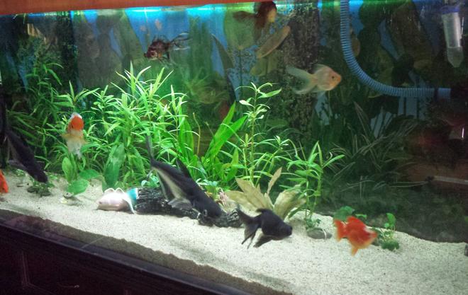 100 gallons planted tank (mostly live plants and fish) - Planted tanks with goldfish.
