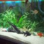 100 gallons planted tank (mostly live plants and fish) - Planted tanks with goldfish.
