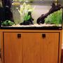 50 gallons freshwater fish tank (mostly fish and non-living decorations) - Fluval Roma 200