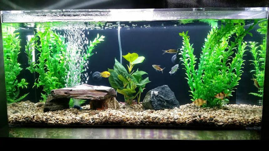 Rated #7: 35 Gallons Freshwater Fish Tank - My tank!