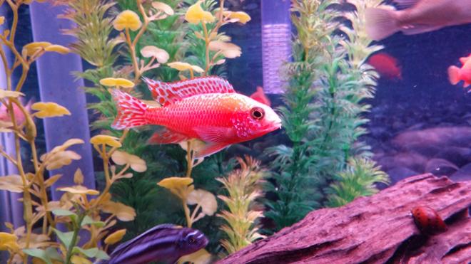 freshwater fish stocking in 37 gallons tank - Dragon Blood Cichlid