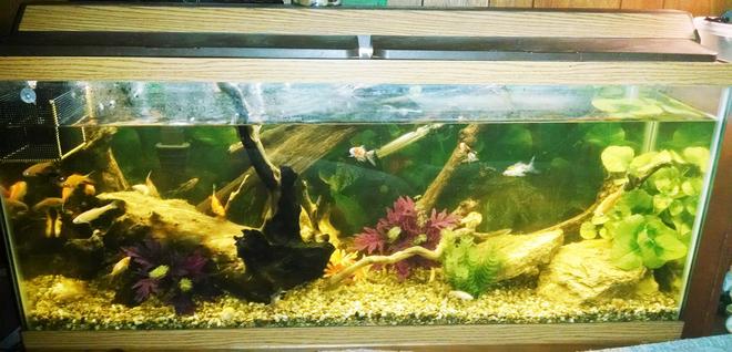 55 gallons freshwater fish tank (mostly fish and non-living decorations) - My 55 gallon tank