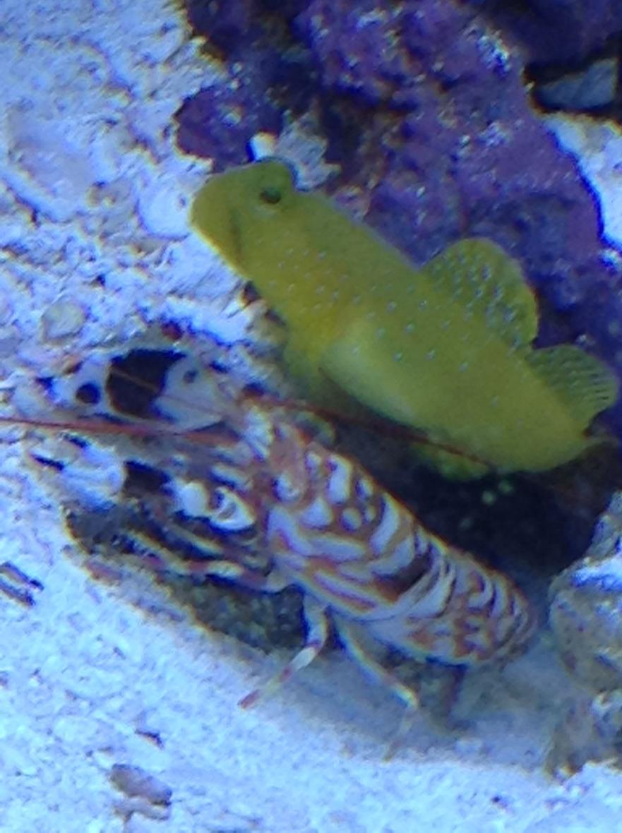 Rated #4: Saltwater Fish Stocking In 29 Gallons Tank - Best Buds