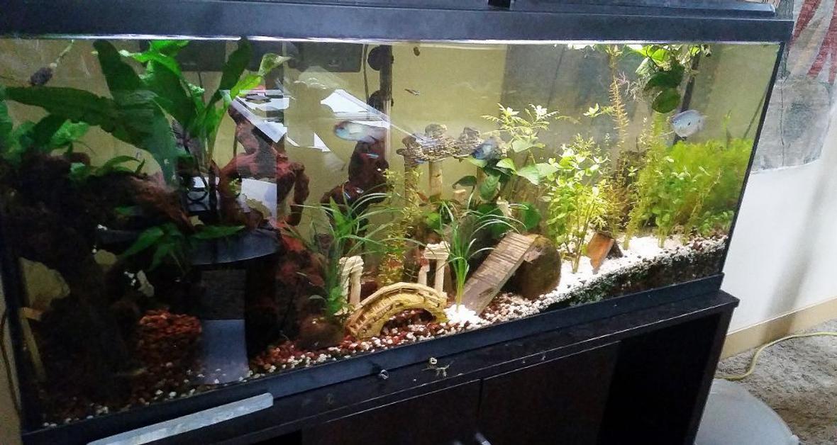 55 gallons planted tank (mostly live plants and fish) - my 55 gallon planted tank