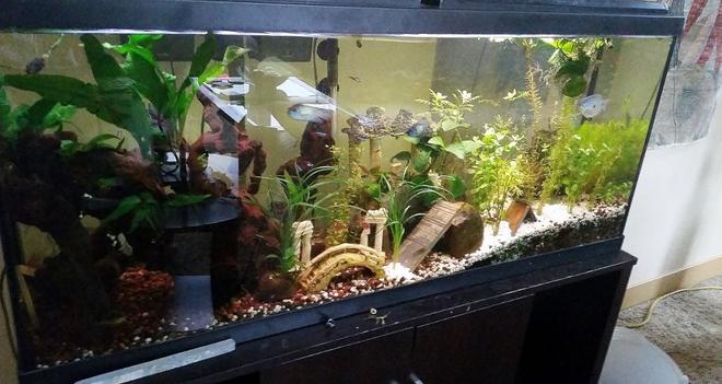 55 gallons planted tank (mostly live plants and fish) - my 55 gallon planted tank