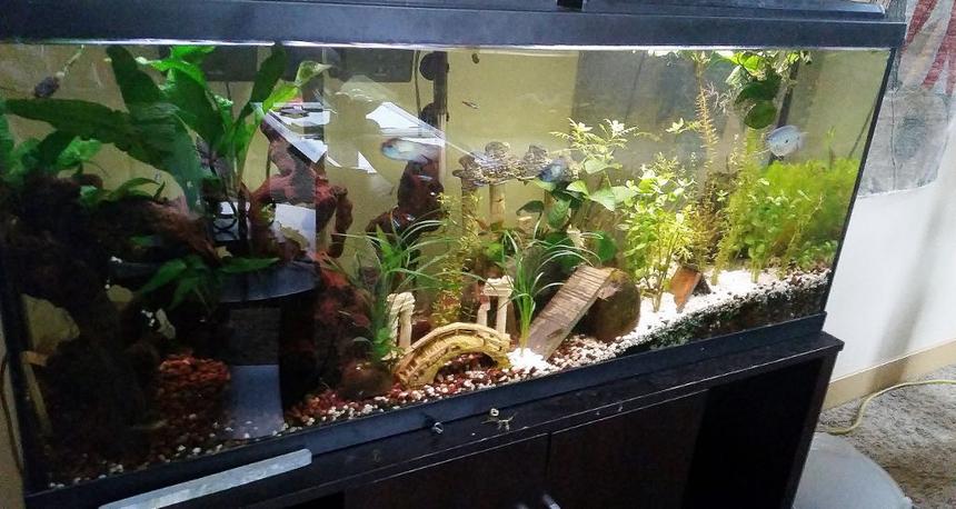 Rated #65: 55 Gallons Planted Tank - my 55 gallon planted tank