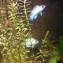 freshwater fish stocking in 55 gallons tank - my two smaller electric blue acaras