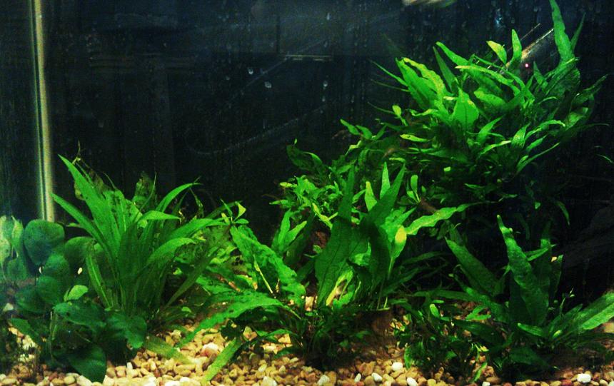 Rated #55: 20 Gallons Planted Tank - Java tank