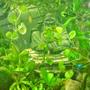 20 gallons freshwater fish tank (mostly fish and non-living decorations) - Moment of Zen-neons.... tetras
