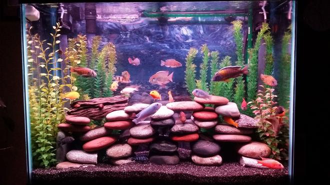 37 gallons freshwater fish tank (mostly fish and non-living decorations) - 37 gallon mixed cichlid tank