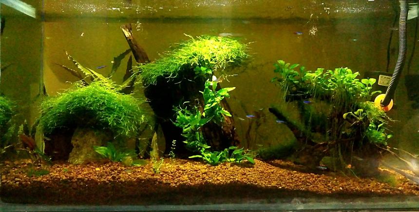 Rated #36: 40 Gallons Planted Tank - World of Greeen
