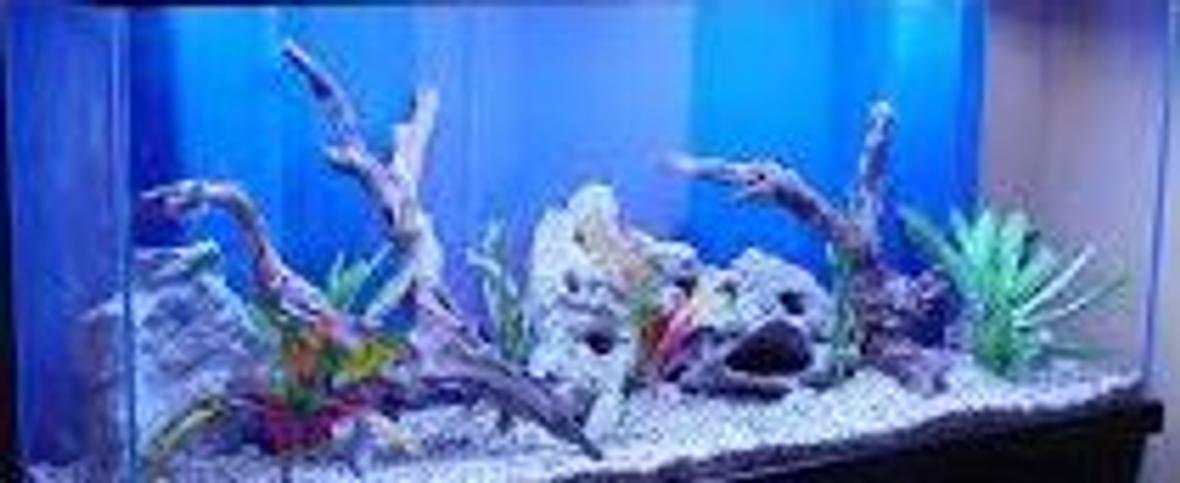 10 gallons freshwater fish tank (mostly fish and non-living decorations) - My freshwater tank is a testing tank and i am testing it now. Its not a freshwater anymore. Testing in IE, OK. Chrome testing done, Safari testing,done and lastly in FF, done.
