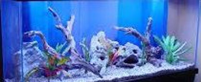 10 gallons freshwater fish tank (mostly fish and non-living decorations) - My freshwater tank is a testing tank and i am testing it now. Its not a freshwater anymore. Testing in IE, OK. Chrome testing done, Safari testing,done and lastly in FF, done.