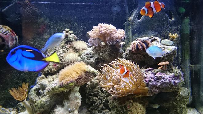 11 gallons saltwater fish tank (mostly fish, little/no live coral) - fts