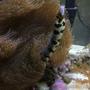 saltwater fish stocking in 90 gallons tank - Snowflake eel