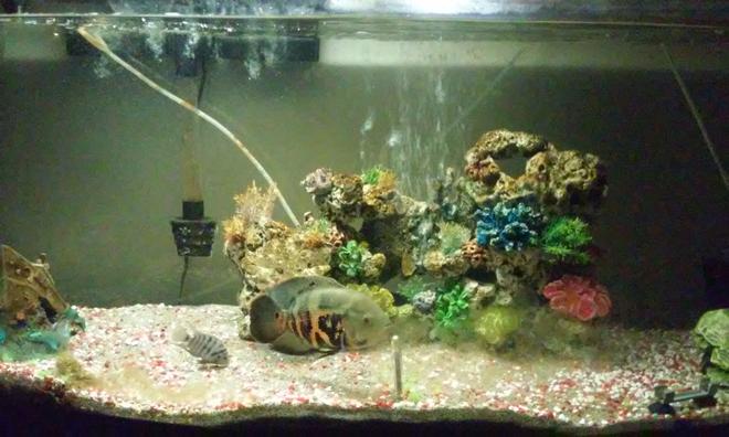 95 gallons freshwater fish tank (mostly fish and non-living decorations) - Blacky and the convict out from hiding