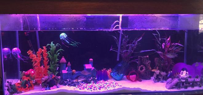 58 gallons freshwater fish tank (mostly fish and non-living decorations) - 4ft tank spooky one end fairy like other end