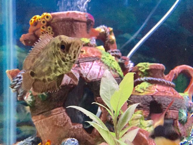 freshwater fish stocking in 100 gallons tank - My spotted African leaf fish