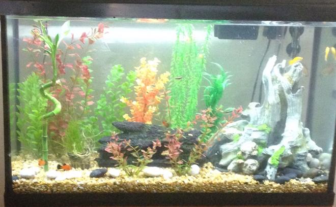 29 gallons freshwater fish tank (mostly fish and non-living decorations) - 29 gal community
