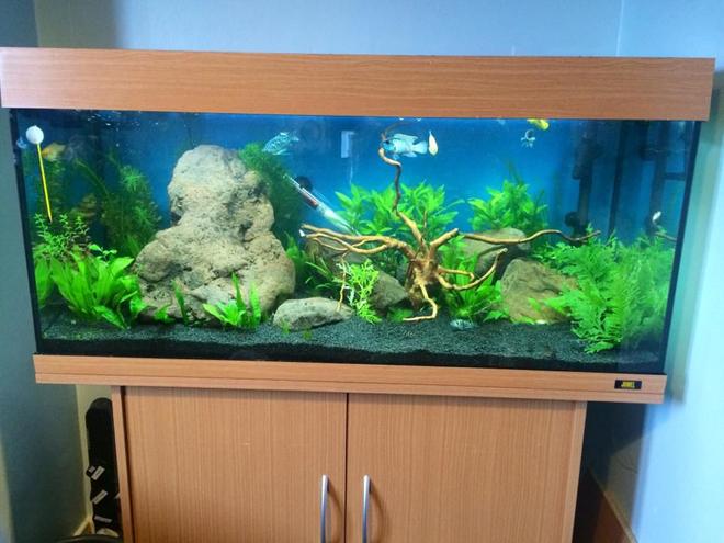 45 gallons planted tank (mostly live plants and fish) - tank  with wood