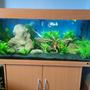 45 gallons planted tank (mostly live plants and fish) - tank with wood