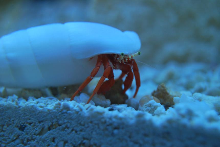 Rated #1: Corals Inverts Stocking In 90 Gallons Tank - Redlegged Hermit