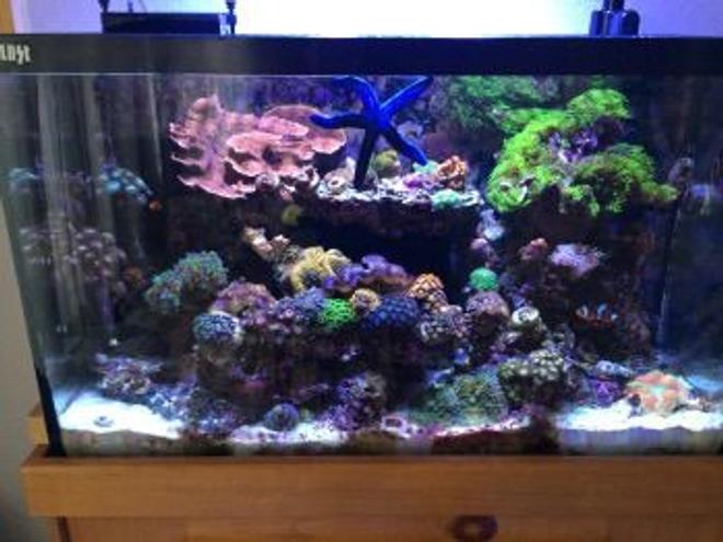 30 gallons reef tank (mostly live coral and fish) - This is a full tank shot of my 30 gallon reef tank