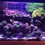 fish tank picture - Another Full tank shot
