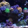 fish tank picture - Zoa garden