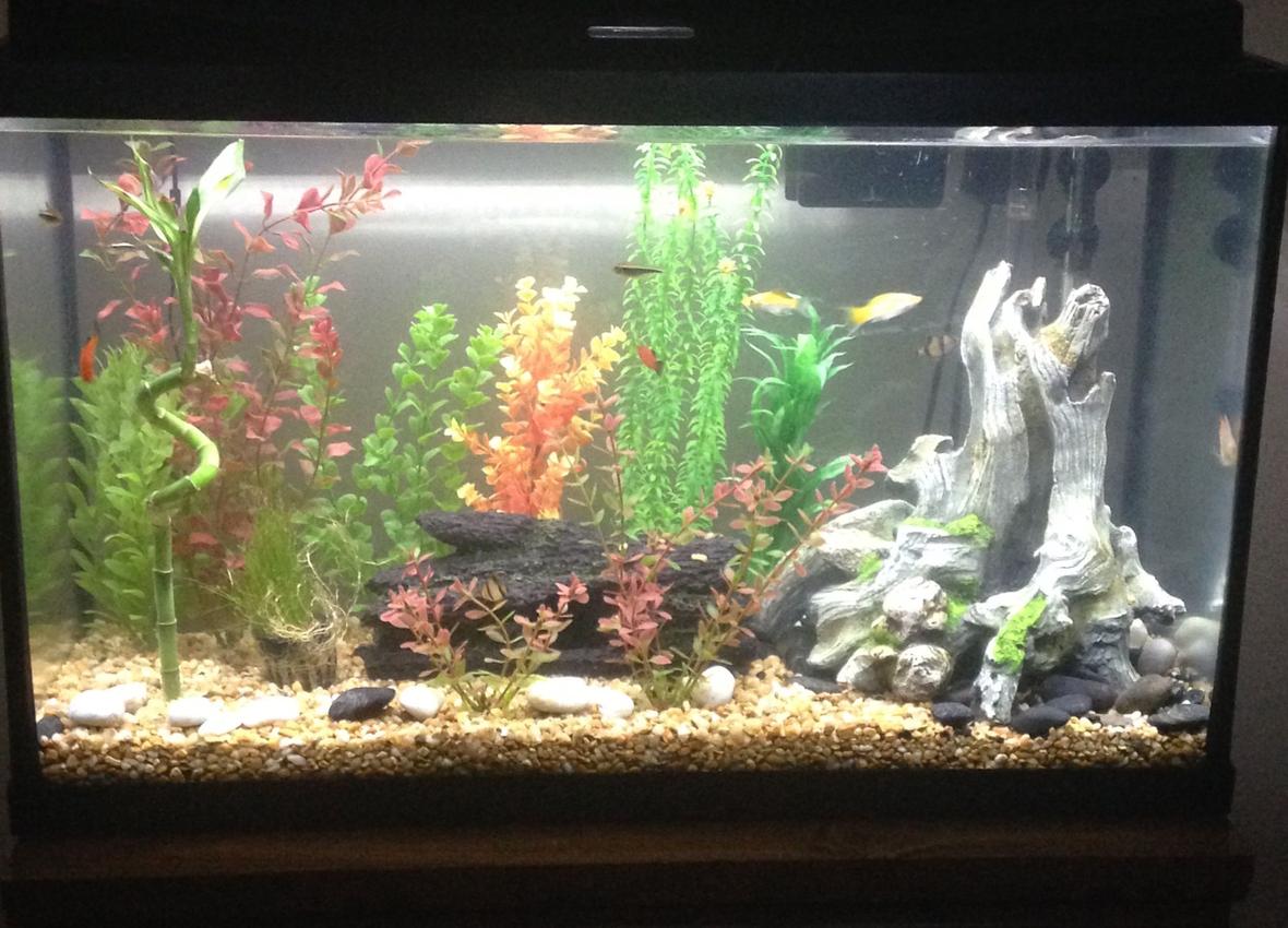 29 gallons freshwater fish tank (mostly fish and non-living decorations) - 29 gal community