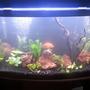 75 gallons planted tank (mostly live plants and fish) - 75 gallon bow