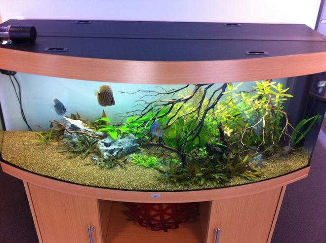 110 gallons planted tank (mostly live plants and fish) - My Juwel Vision 450