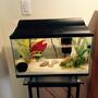 10 gallons freshwater fish tank (mostly fish and non-living decorations) - Tropical Community and Nursery