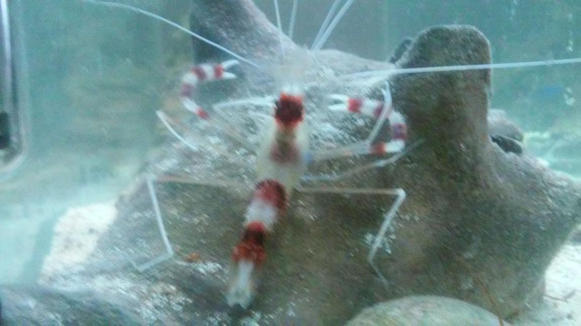 corals inverts stocking in 40 gallons tank - Coral banded shrimp