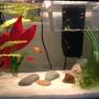 fish tank picture - Update 5/28/15