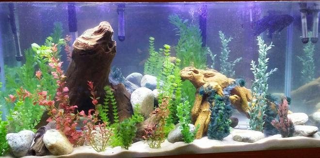90 gallons freshwater fish tank (mostly fish and non-living decorations) - My tank