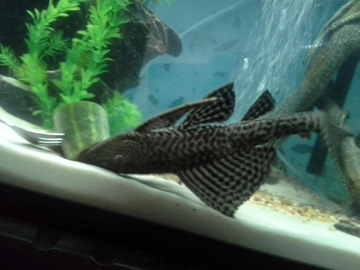 freshwater fish stocking in 75 gallons tank - My 16" common pleco.
